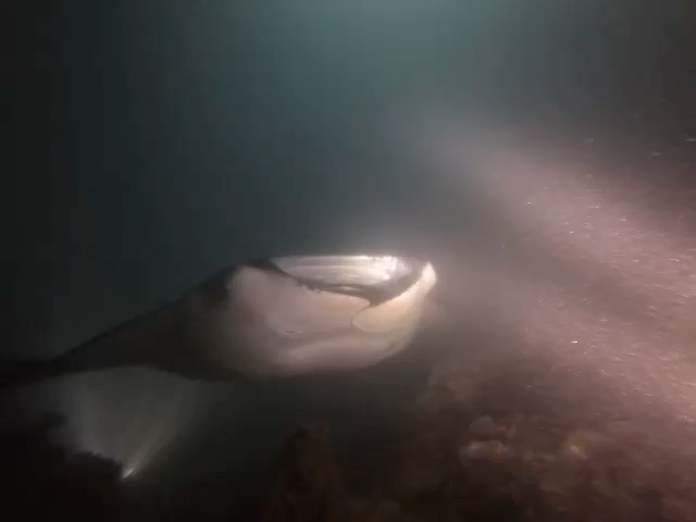 Giant manta rays by night
